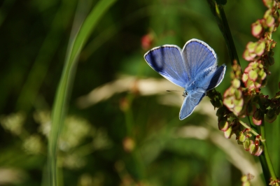 Blauer Schmetterling 1