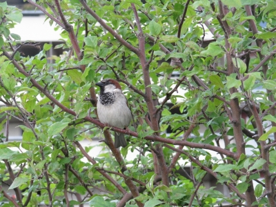 Spatz im Busch