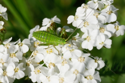 Pause auf blüten