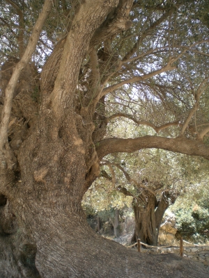 3200 Jahre alter Olivenbaum