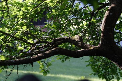 Obstbaum