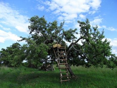 hochsitz im apfelbaum