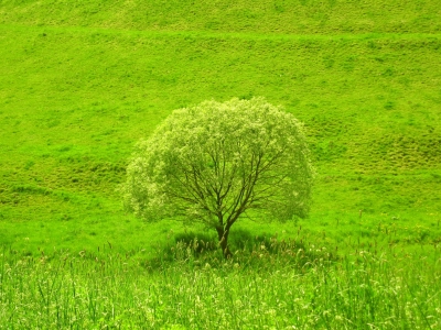 Baum auf Frühlingswiese