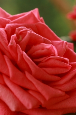 Rosenblütenmakro