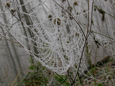 Spinnennetz mit Rauhreif2