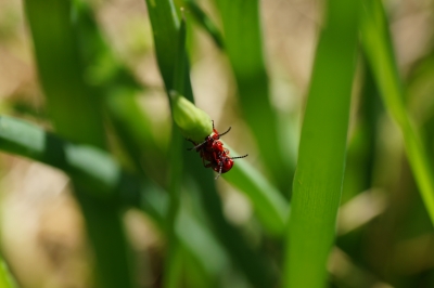 rote Käfer1