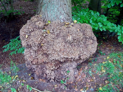 Tumorbaum