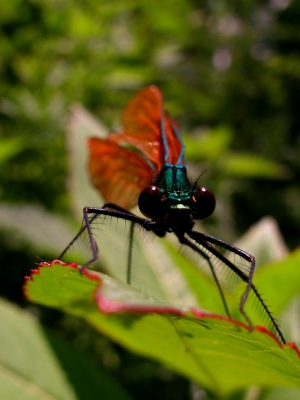 Bunte Libelle