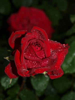 Rose nach morgentlichem Regen