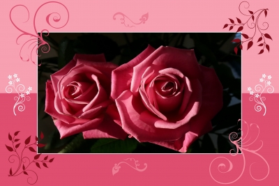 romantisches Rosen-Paar