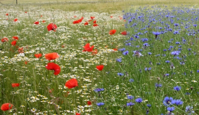 Natur ist was Schönes