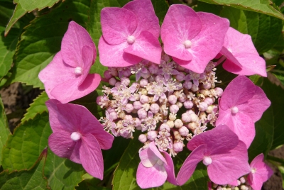 Hortensienblüte