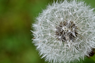 Pusteblume Version 2