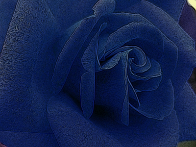 blaue rose