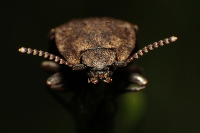ubekannter Käfer 1