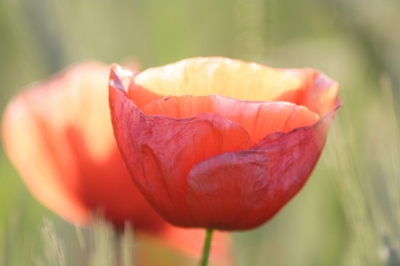 Wie eine Tulpe