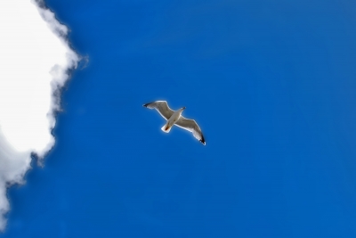 Lachmöwe fliegt über die Nordsee...........