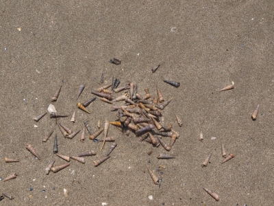 Muschelschnecken am Strand