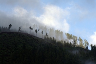 Bäume in Nebel