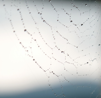 Spinnennetz im Regen
