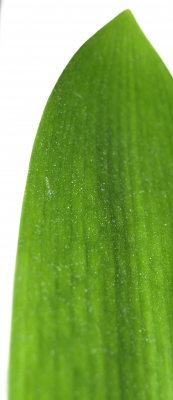 grünes Blatt