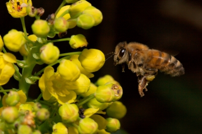 Biene im Schwebflug