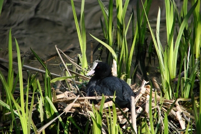 brütendes Teichhuhn