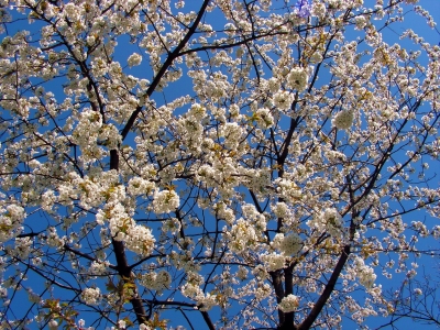 Sauerkirschblüte
