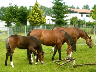 Vater,Mutter und Kind Pferd
