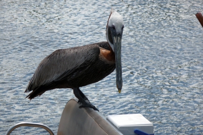 Pelikan in den Everglades