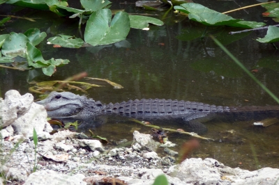 Alligator in freier Natur
