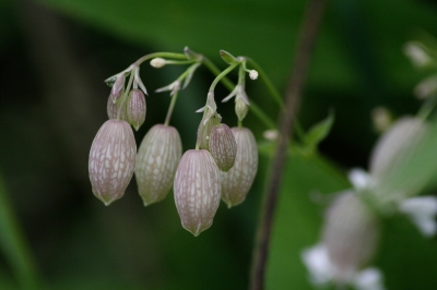 Wiesenblumen