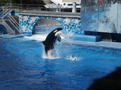 spiel mit den orcas