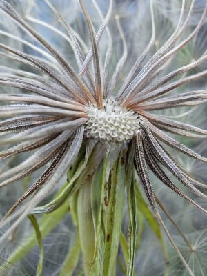 wiesenbocksbart-samen