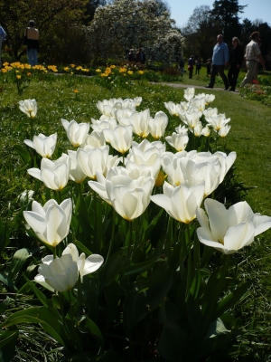 Tulpenfeld weiss