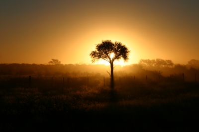 Baum in der Kalahari