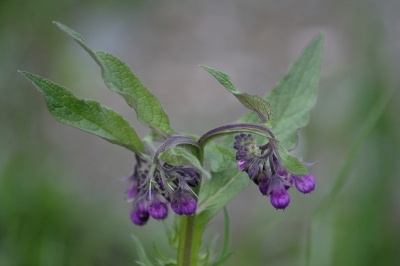 Wiesenkräuter