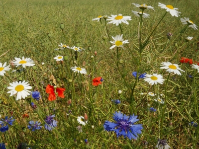 K K K  Kamille Kornblume Klatschmohn