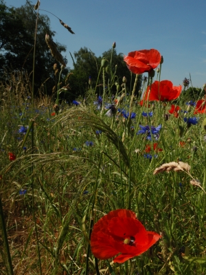 Klatschmohn trift Kornblume