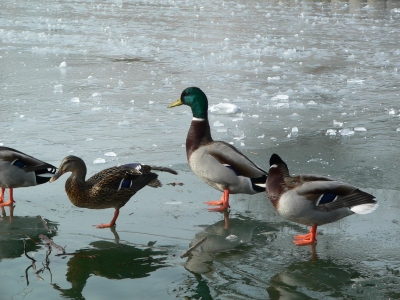 Enten auf  gefrorenem See