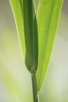 Ein Schilfblatt