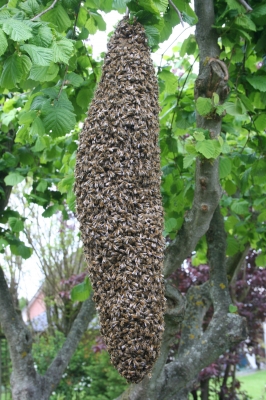 Bienenschwarm