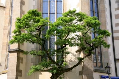 Baum Glaube Kirche