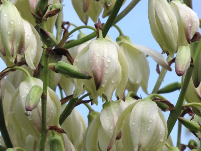 Blühende Palmlilie  (Yucca)