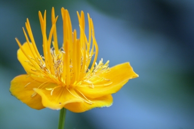 Die gelbe Blüte