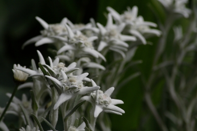 Edelweiss