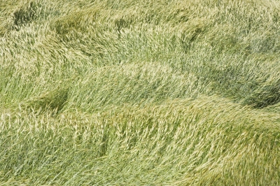 Foehnwindböen in einem Getreidefeld