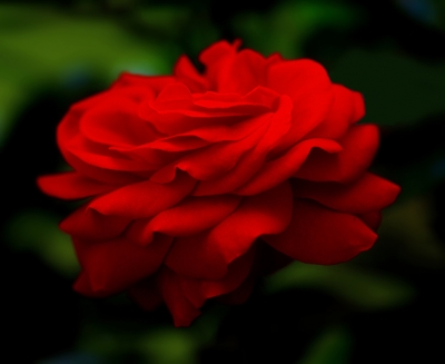 rote Rose