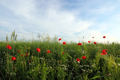 Mohn im Gerstenfeld