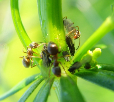 Ameisen pflegen ihre "Lieblinge" - Blattläuse!